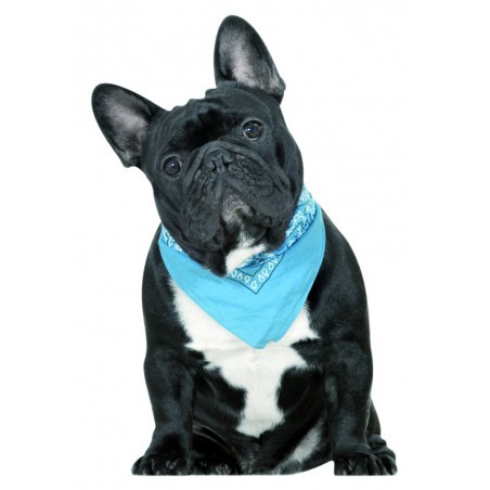 34 Best Images Blue French Bulldog Hypoallergenic / Blue French Bulldog Hypoallergenic | French Bulldog